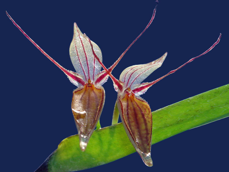 Pleurothallis nuda