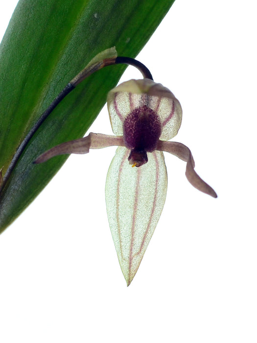 Pleurothallis papillingua