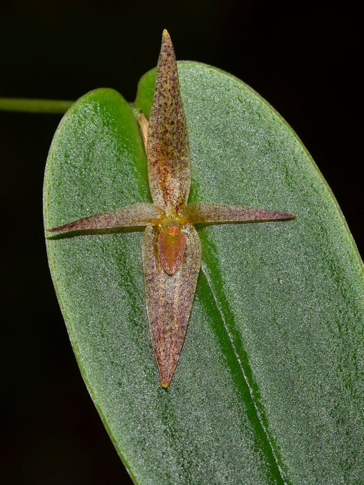 Pleurothallis paquishae