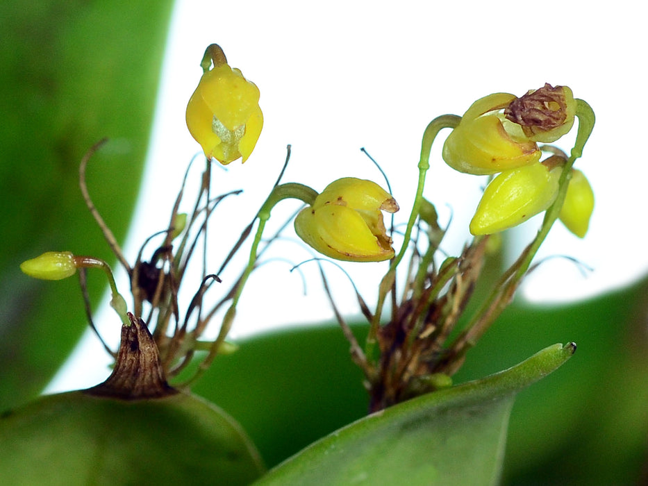 Pleurothallis penicillata