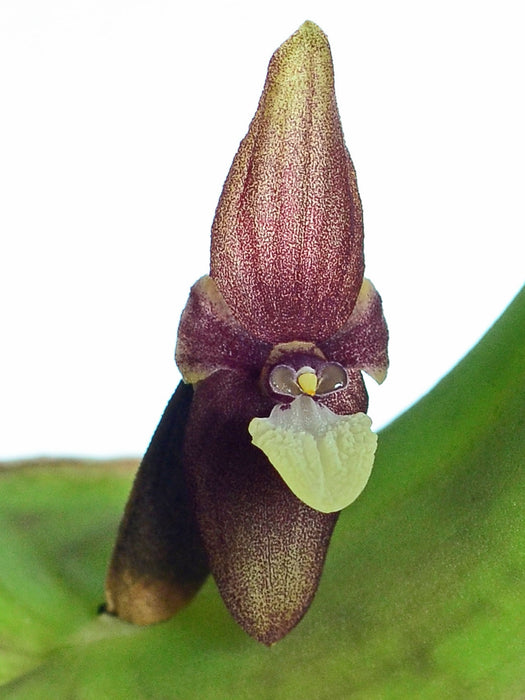 Pleurothallis perijaensis