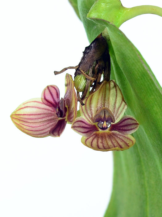 Pleurothallis perryi