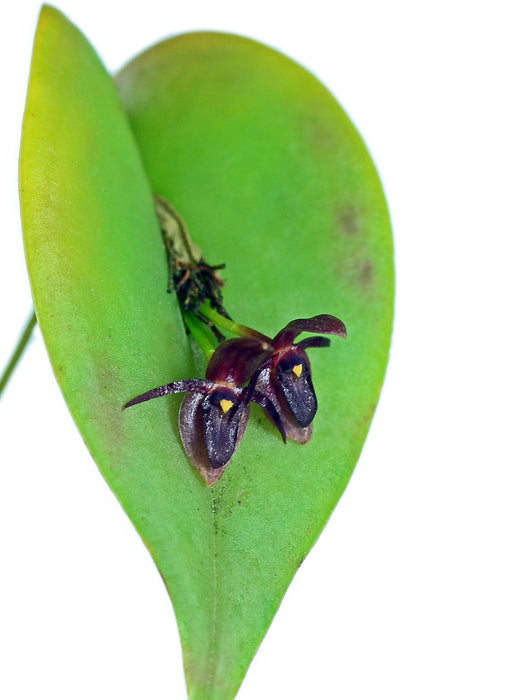 Pleurothallis phyllocardioides