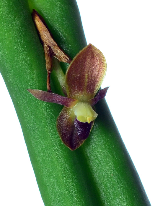 Pleurothallis portillae