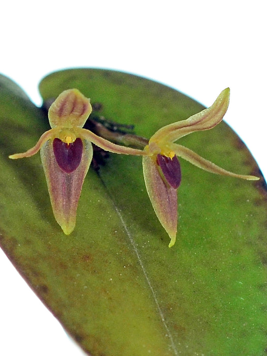 Pleurothallis prolaticollaris