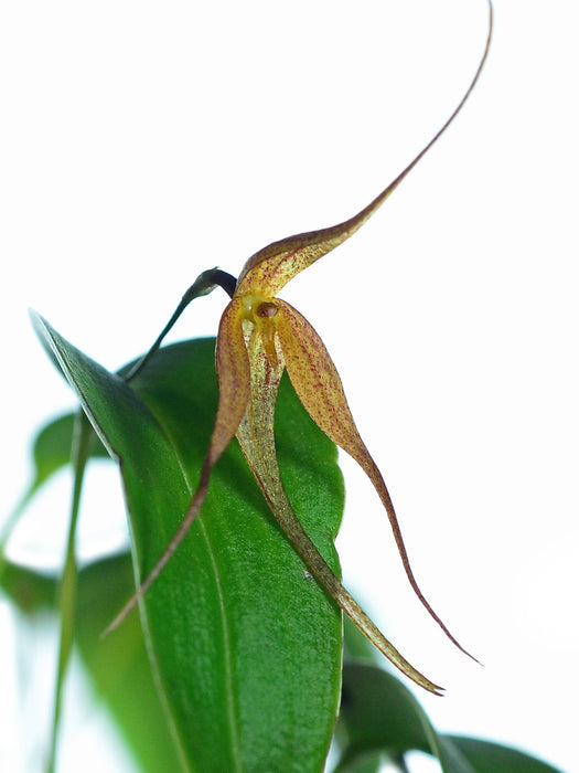 Pleurothallis quadricaudata