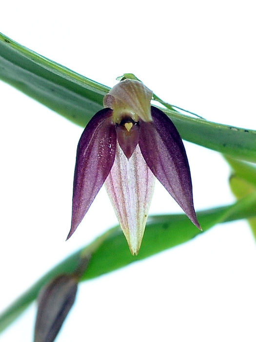 Pleurothallis quaternaria