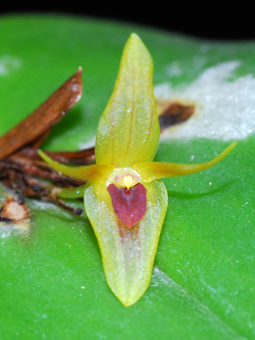 Pleurothallis recurvata