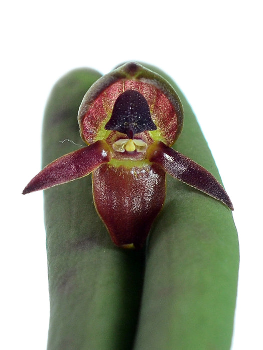 Pleurothallis ripleyi red