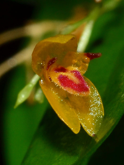 Platystele aurea