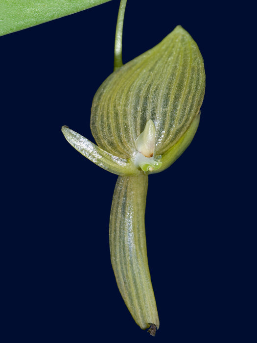 Pleurothallis ruberrima f. flavescens