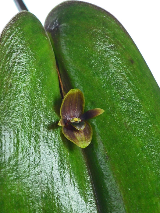 Pleurothallis rubrifolia