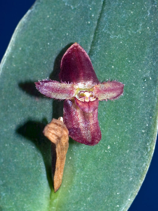 Pleurothallis rubroinversa