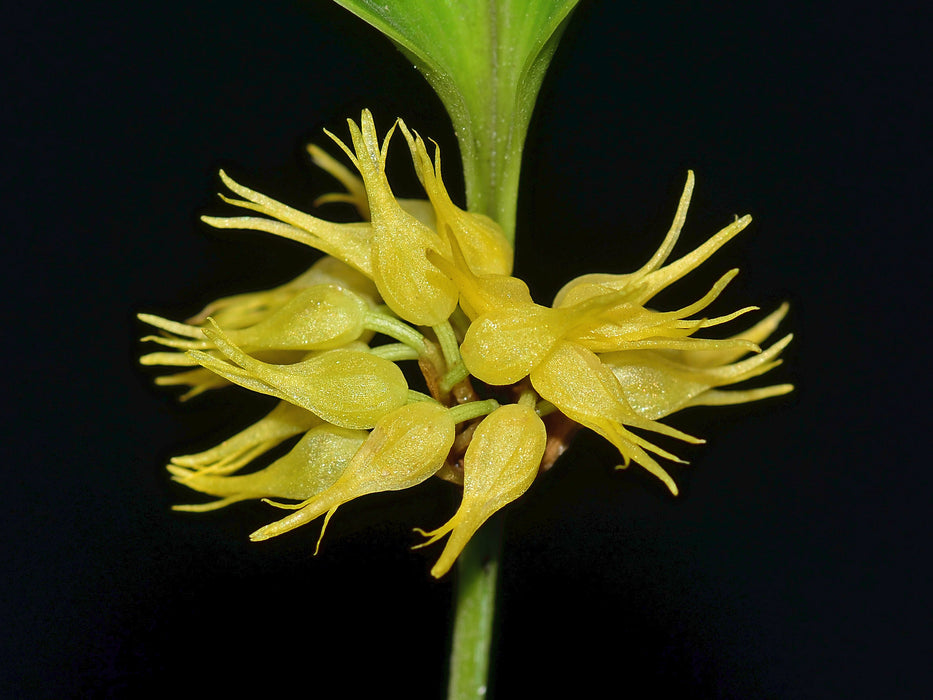 Pleurothallis ruscifolia