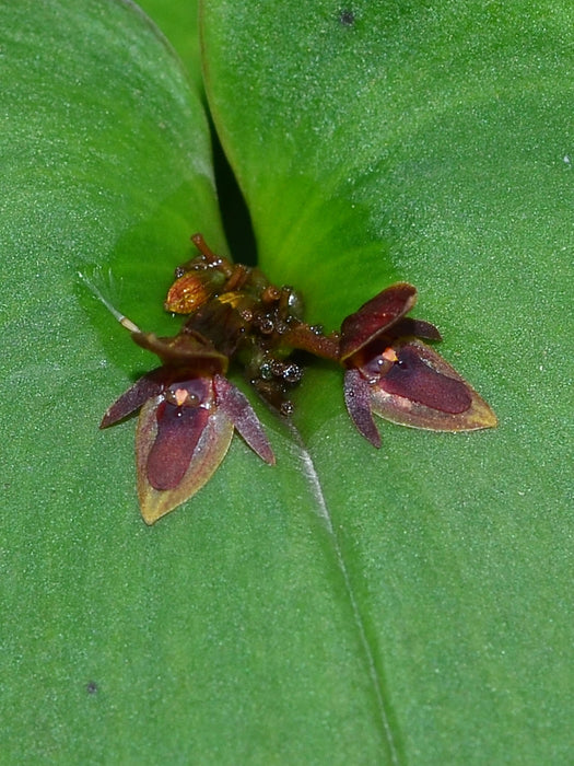 Pleurothallis cordata subsp. rhopalocarpa