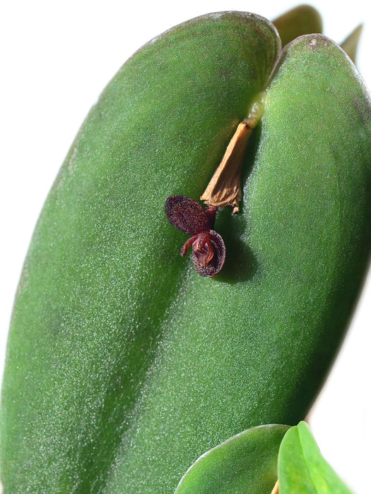 Pleurothallis sphaerantha