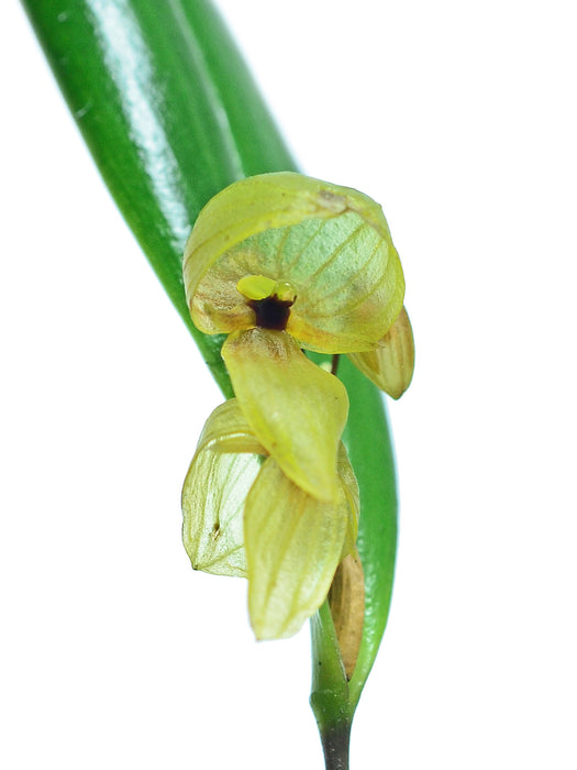 Pleurothallis tiarata