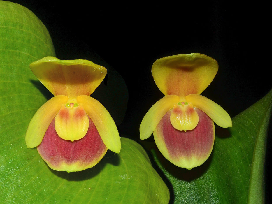 Pleurothallis Martina