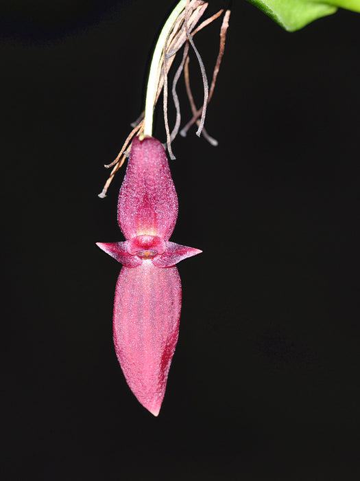 Pleurothallis tragulosa