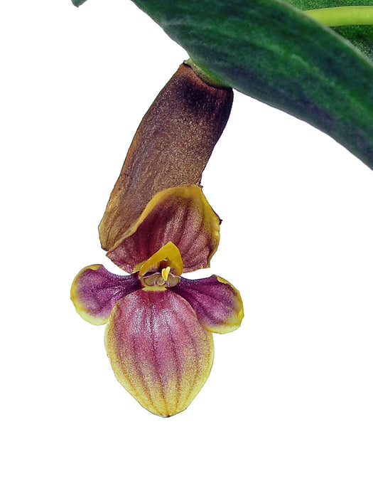 Pleurothallis volans