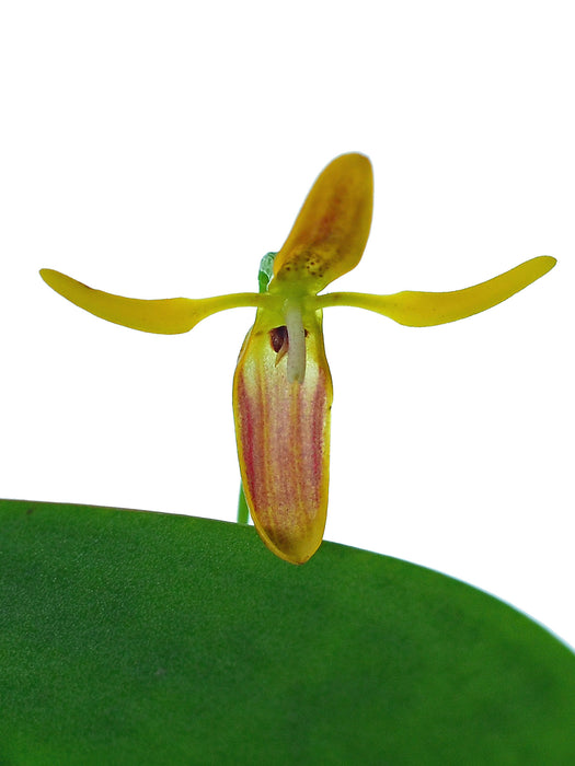 Pleurothallis wielii