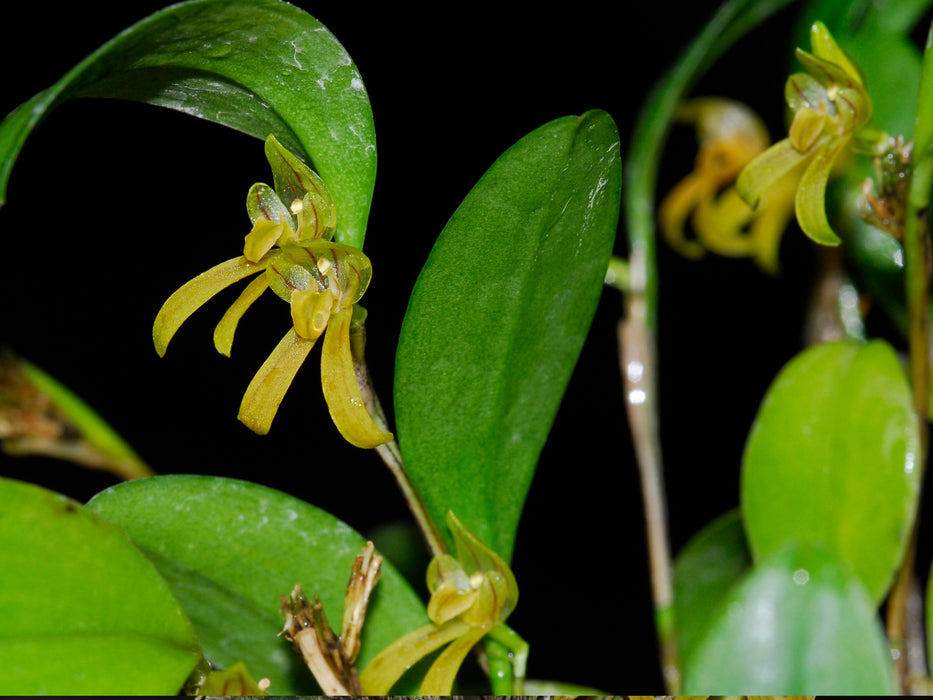 Pleurothallopsis inaequalis