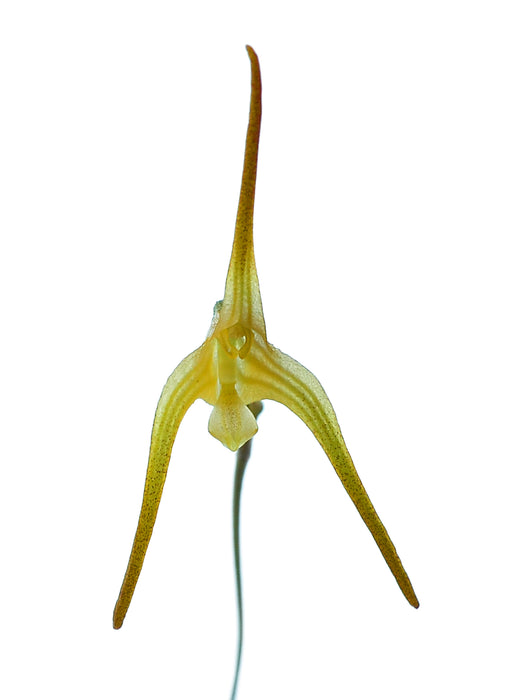 Porroglossum peruvianum