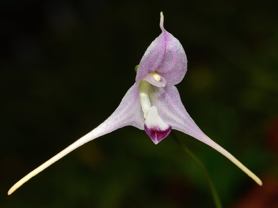 Porroglossum sergii