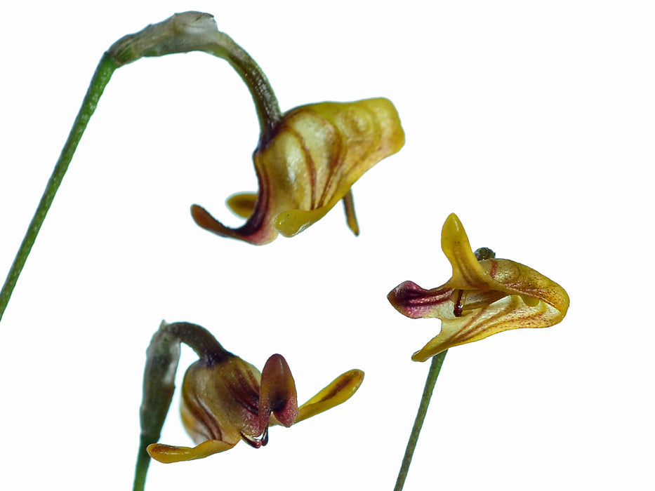 Porroglossum teretilabia