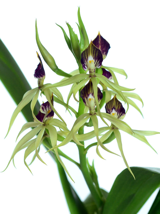 Prosthechea cochleata