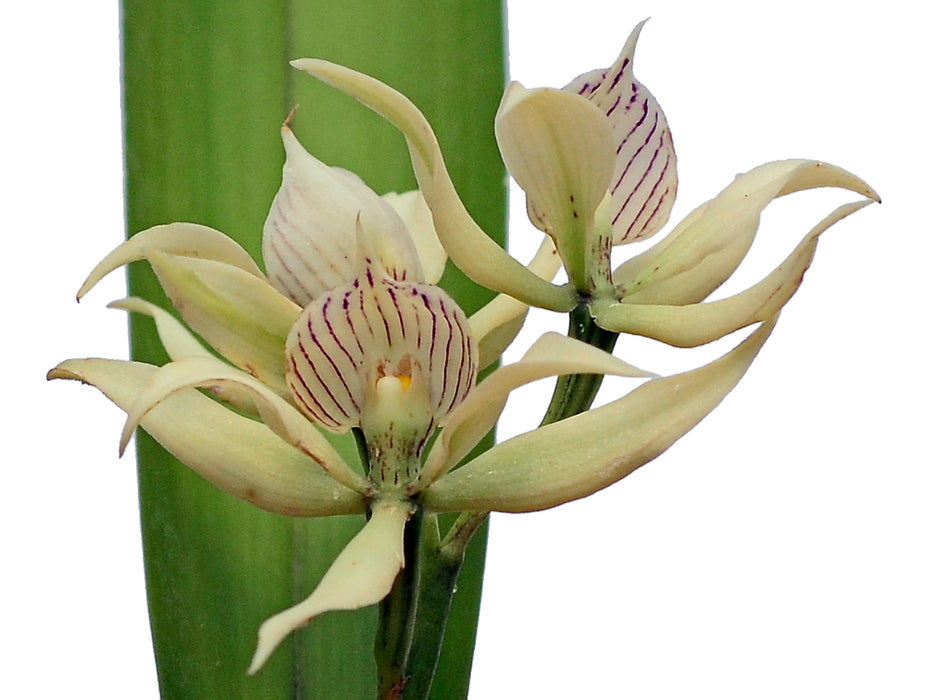 Prosthechea fragrans