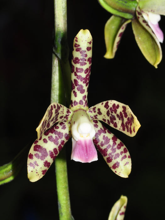 Prosthechea pamplonensis