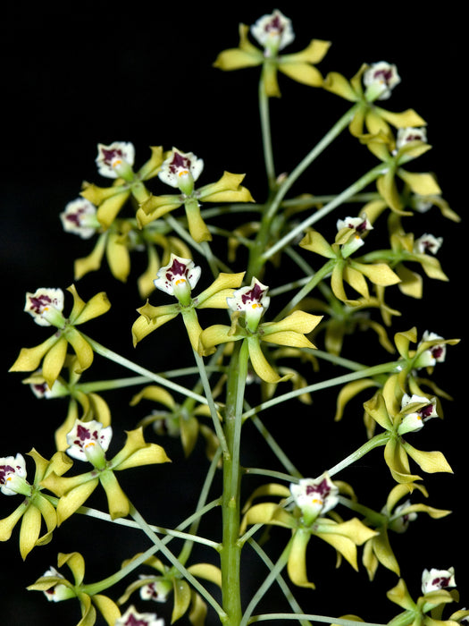 Prosthechea sceptra