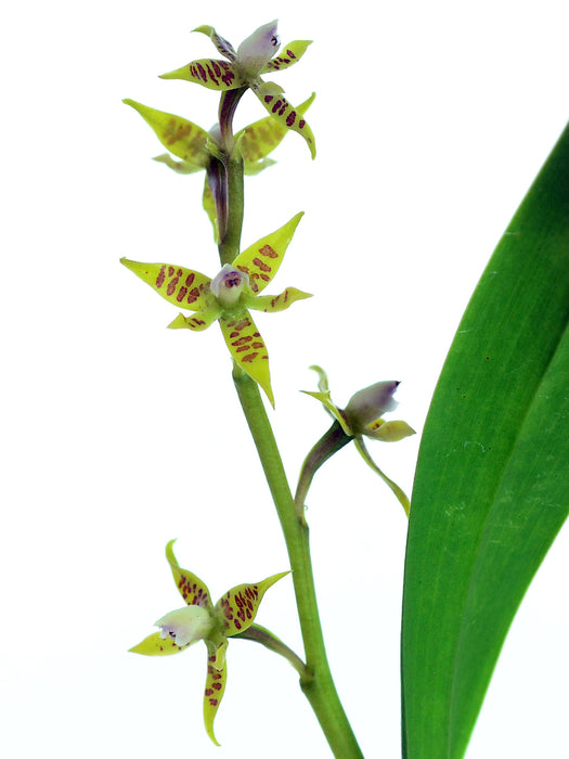 Prosthechea villae-rosae