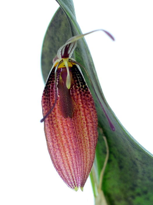 Restrepia aristulifera