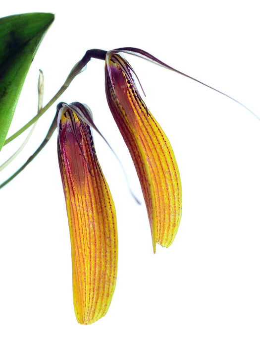 Restrepia brachypus width