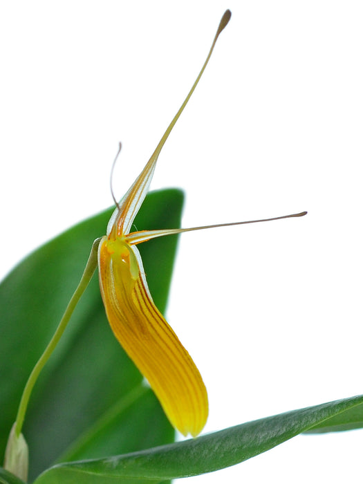 Restrepia brachypus yellow