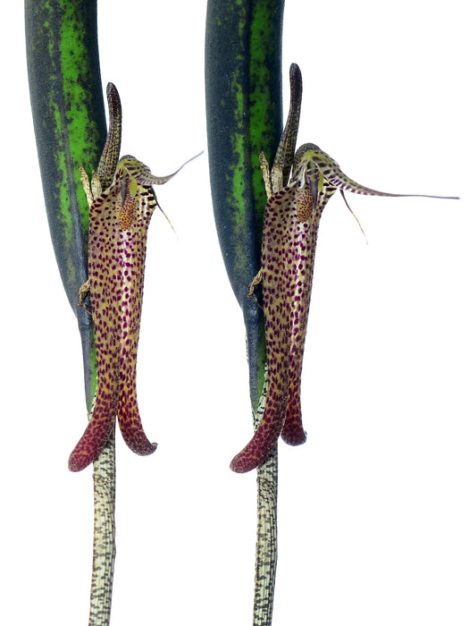 Restrepia chocoensis