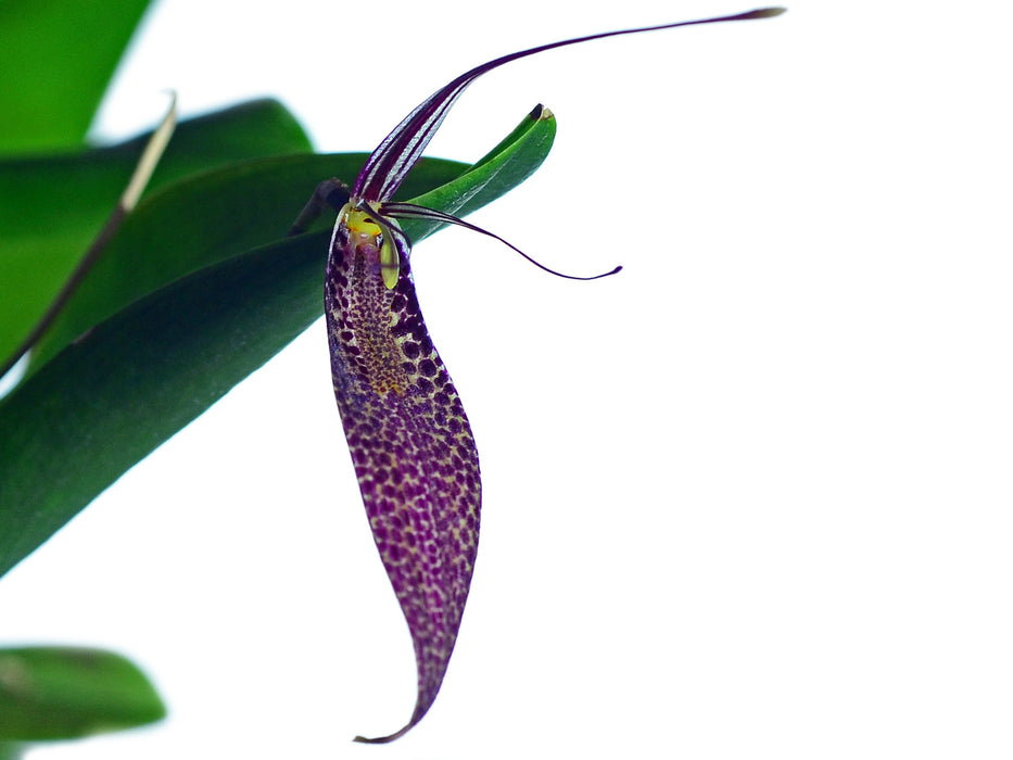 Restrepia contorta