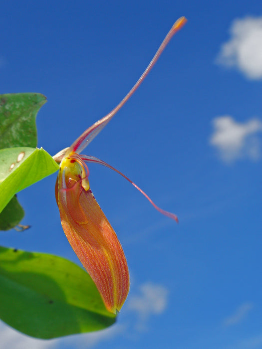 Restrepia cuprea