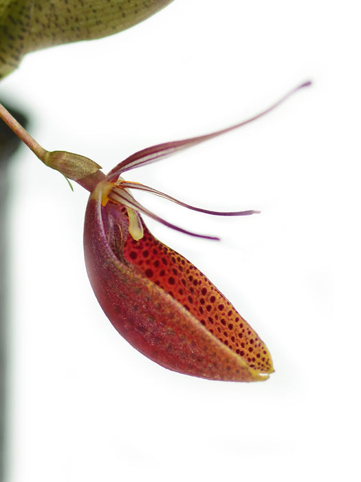 Restrepia cymbula