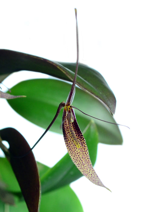 Restrepia dodsonii