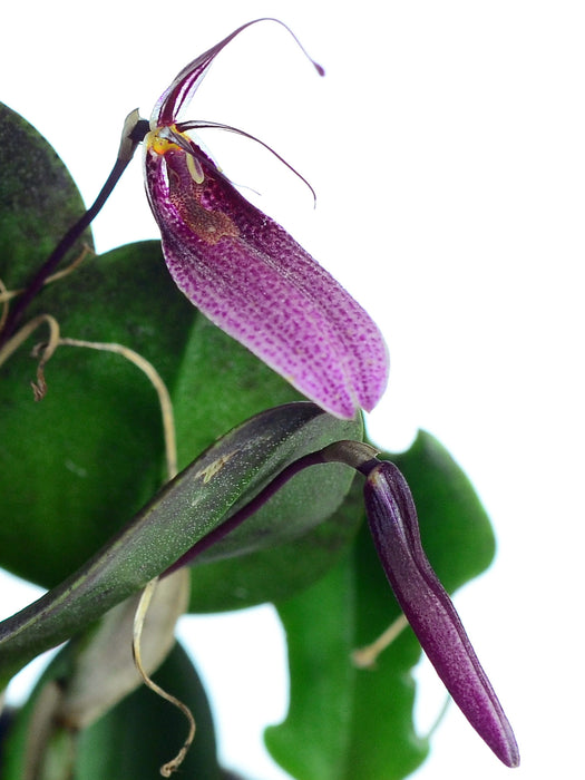 Restrepia elegans pink