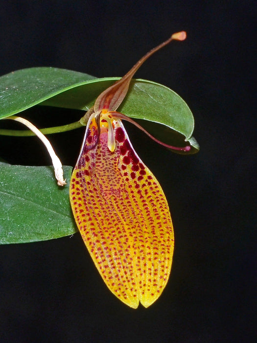 Restrepia escobariana