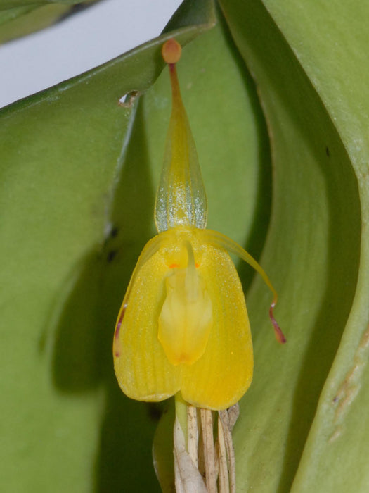 Restrepia flosculata #2