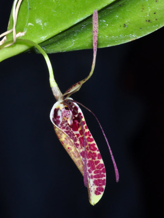 Restrepia fritillina