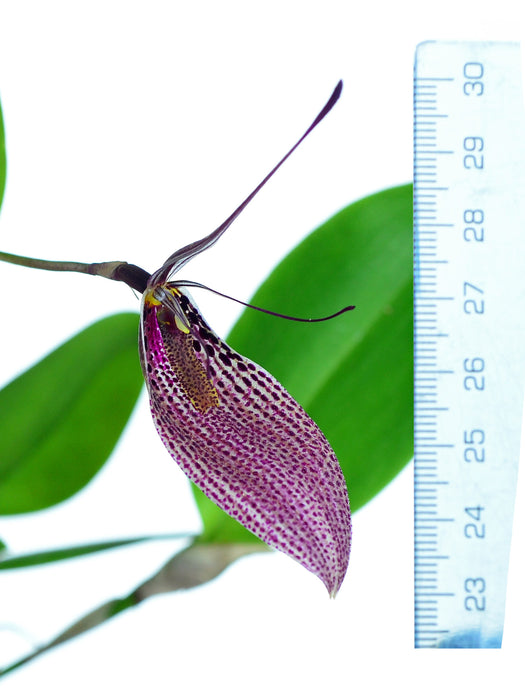 Restrepia guttulata extra big xxxxx