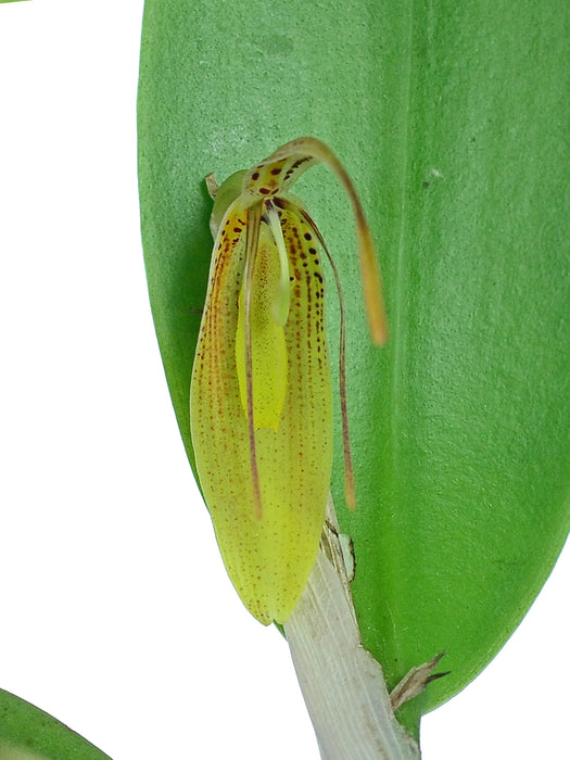 Restrepia mendozae