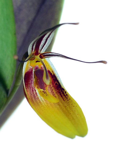 Restrepia mohrii