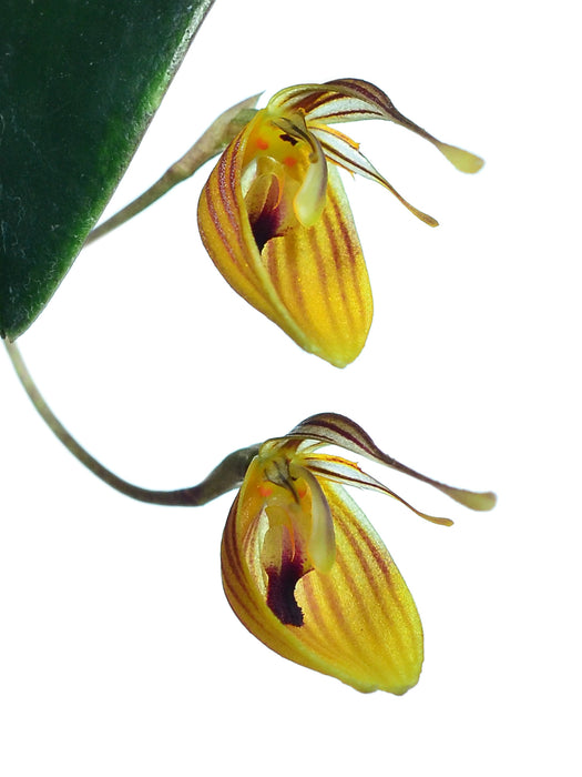 Restrepia nittiorhyncha